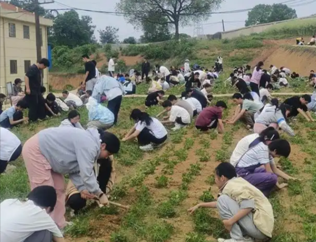 劳动教育在校园中稳步推进帮助学生成为适应时代合格人才