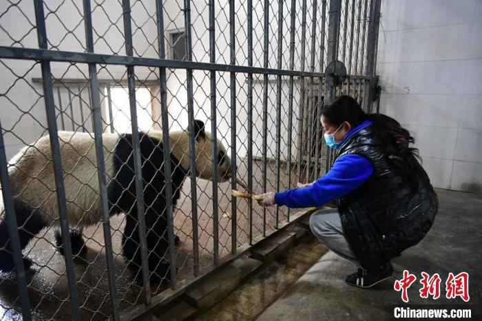 饲养员照顾老龄大熊猫。 李传有 摄 中国大熊猫保护研究中心:疫情对圈养大熊猫的繁育间接影响较大